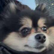 ヒメ日記 2025/02/25 08:39 投稿 藤谷香文 ローテンブルク