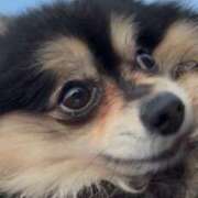 ヒメ日記 2025/03/01 17:48 投稿 藤谷香文 ローテンブルク