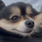 ヒメ日記 2025/03/06 21:17 投稿 藤谷香文 ローテンブルク