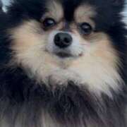 ヒメ日記 2025/03/07 10:11 投稿 藤谷香文 ローテンブルク