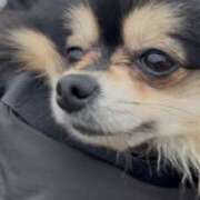 ヒメ日記 2025/03/08 09:36 投稿 藤谷香文 ローテンブルク