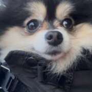 ヒメ日記 2025/03/09 11:26 投稿 藤谷香文 ローテンブルク