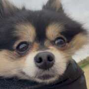 ヒメ日記 2025/03/11 21:08 投稿 藤谷香文 ローテンブルク