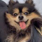 ヒメ日記 2025/03/15 22:09 投稿 藤谷香文 ローテンブルク