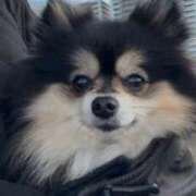 ヒメ日記 2025/03/18 10:10 投稿 藤谷香文 ローテンブルク