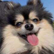 ヒメ日記 2025/04/05 11:33 投稿 藤谷香文 ローテンブルク