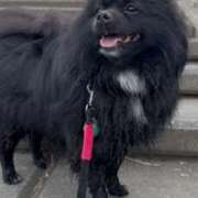 ヒメ日記 2025/04/10 20:06 投稿 藤谷香文 ローテンブルク