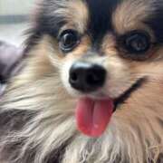 ヒメ日記 2025/05/23 19:17 投稿 藤谷香文 ローテンブルク