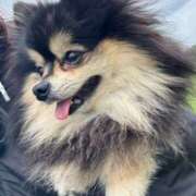 ヒメ日記 2025/05/24 21:24 投稿 藤谷香文 ローテンブルク