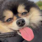 ヒメ日記 2025/05/29 11:55 投稿 藤谷香文 ローテンブルク