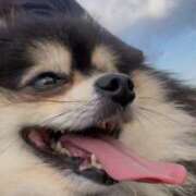 ヒメ日記 2025/06/05 13:30 投稿 藤谷香文 ローテンブルク