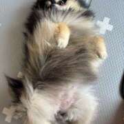 ヒメ日記 2025/06/07 08:06 投稿 藤谷香文 ローテンブルク