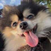 ヒメ日記 2025/06/18 20:40 投稿 藤谷香文 ローテンブルク