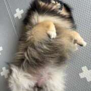 ヒメ日記 2025/06/19 06:46 投稿 藤谷香文 ローテンブルク