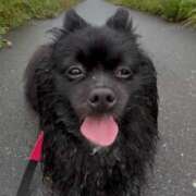 ヒメ日記 2025/06/25 23:40 投稿 藤谷香文 ローテンブルク