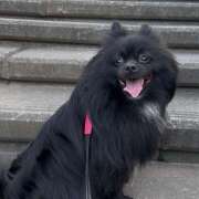 ヒメ日記 2025/08/11 18:11 投稿 藤谷香文 ローテンブルク