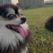 ヒメ日記 2025/09/02 07:17 投稿 藤谷香文 ローテンブルク