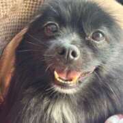 ヒメ日記 2025/09/26 23:13 投稿 藤谷香文 ローテンブルク