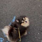 ヒメ日記 2025/10/27 06:49 投稿 藤谷香文 ローテンブルク