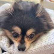 ヒメ日記 2025/11/19 08:17 投稿 藤谷香文 ローテンブルク