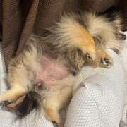 ヒメ日記 2026/04/17 22:22 投稿 藤谷香文 ローテンブルク