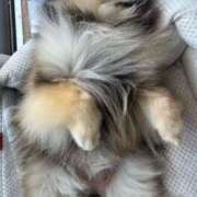 ヒメ日記 2026/04/19 07:26 投稿 藤谷香文 ローテンブルク