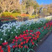 ヒメ日記 2025/02/18 21:13 投稿 鳴沢ひろこ ローテンブルク