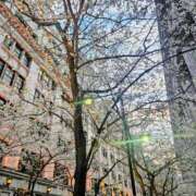 ヒメ日記 2025/03/30 21:54 投稿 鳴沢ひろこ ローテンブルク