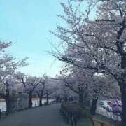 ヒメ日記 2025/04/05 10:23 投稿 鳴沢ひろこ ローテンブルク