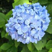 ヒメ日記 2025/06/01 21:33 投稿 相楽ひとみ ローテンブルク