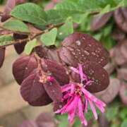 ヒメ日記 2025/10/14 09:40 投稿 相楽ひとみ ローテンブルク