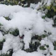 ヒメ日記 2026/02/08 11:09 投稿 相楽ひとみ ローテンブルク