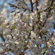 ヒメ日記 2026/03/30 00:50 投稿 相楽ひとみ ローテンブルク