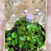 ヒメ日記 2024/12/14 11:04 投稿 森川すみれ ローテンブルク