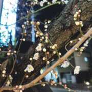 ヒメ日記 2025/02/14 23:49 投稿 森川すみれ ローテンブルク