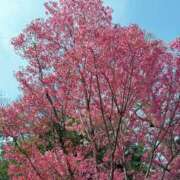 ヒメ日記 2025/03/27 22:15 投稿 森川すみれ ローテンブルク