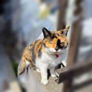 ヒメ日記 2025/03/30 14:30 投稿 森川すみれ ローテンブルク