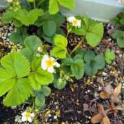 ヒメ日記 2025/04/05 10:34 投稿 森川すみれ ローテンブルク