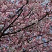 ヒメ日記 2025/04/07 16:03 投稿 森川すみれ ローテンブルク