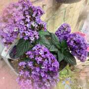 ヒメ日記 2025/04/22 14:01 投稿 森川すみれ ローテンブルク