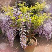 ヒメ日記 2025/04/24 17:31 投稿 森川すみれ ローテンブルク