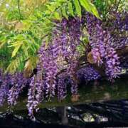 ヒメ日記 2025/04/25 21:31 投稿 森川すみれ ローテンブルク