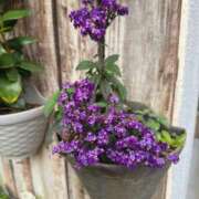 ヒメ日記 2025/05/27 20:02 投稿 森川すみれ ローテンブルク