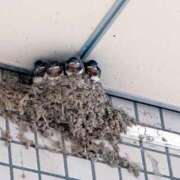 ヒメ日記 2025/06/24 16:01 投稿 森川すみれ ローテンブルク