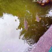 ヒメ日記 2025/09/10 09:00 投稿 森川すみれ ローテンブルク