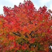 ヒメ日記 2025/10/19 19:30 投稿 森川すみれ ローテンブルク