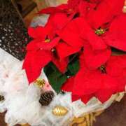 ヒメ日記 2025/11/30 20:53 投稿 森川すみれ ローテンブルク