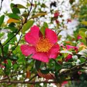 ヒメ日記 2025/12/25 14:12 投稿 森川すみれ ローテンブルク