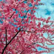 ヒメ日記 2026/03/05 12:04 投稿 森川すみれ ローテンブルク