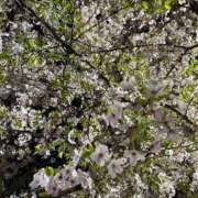 ヒメ日記 2026/04/03 23:09 投稿 森川すみれ ローテンブルク